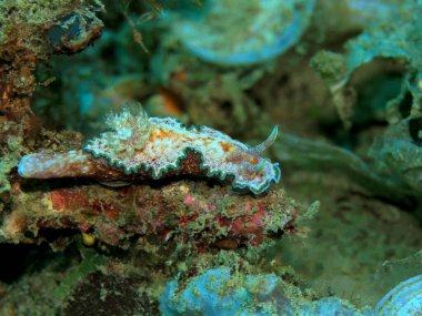 Endonezya 'nın, Kuzey Sulawesi' nin, Manado 'nun, deniz salyangozunun inanılmaz ve gizemli sualtı dünyası.