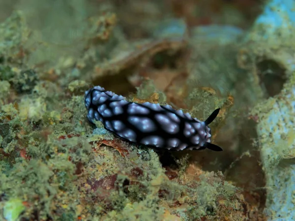 Die Erstaunliche Und Geheimnisvolle Unterwasserwelt Indonesiens Nordsulawesi Manado Meerschnecke — Stockfoto