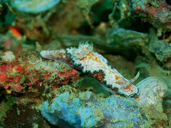 Increíble Misterioso Mundo Submarino Indonesia Sulawesi Del Norte Manado Babosa —  Fotos de Stock