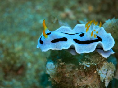 Endonezya 'nın, Kuzey Sulawesi' nin, Manado 'nun, deniz salyangozunun inanılmaz ve gizemli sualtı dünyası.