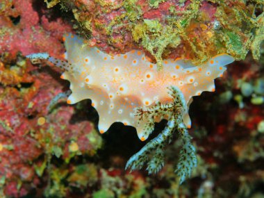 Endonezya 'nın, Kuzey Sulawesi' nin, Manado 'nun, deniz salyangozunun inanılmaz ve gizemli sualtı dünyası.