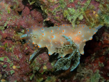 Endonezya 'nın, Kuzey Sulawesi' nin, Manado 'nun, deniz salyangozunun inanılmaz ve gizemli sualtı dünyası.