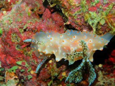 Endonezya 'nın, Kuzey Sulawesi' nin, Manado 'nun, deniz salyangozunun inanılmaz ve gizemli sualtı dünyası.