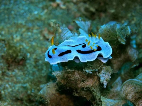 Incrível Misterioso Mundo Subaquático Indonésia North Sulawesi Manado Lesma Mar — Fotografia de Stock