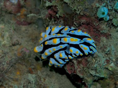 Endonezya 'nın, Kuzey Sulawesi' nin, Manado 'nun, deniz salyangozunun inanılmaz ve gizemli sualtı dünyası.