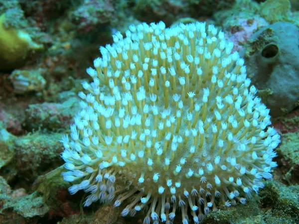 Incrível Misterioso Mundo Subaquático Indonésia North Sulawesi Manado Coral Macio — Fotografia de Stock