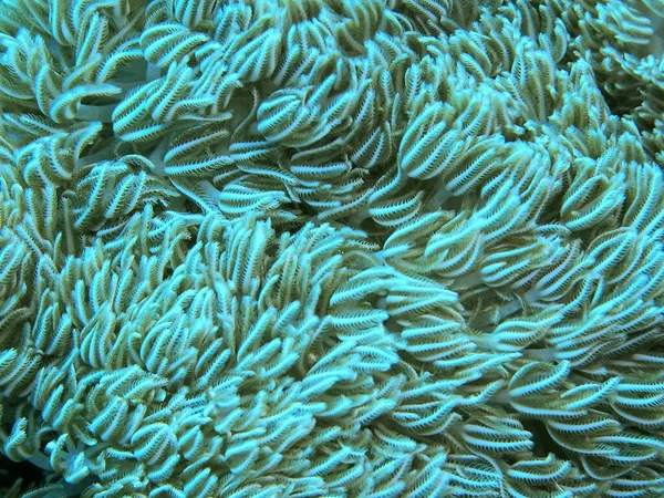 印度尼西亚令人惊奇而神秘的水下世界北苏拉威西马纳多软珊瑚 — 图库照片