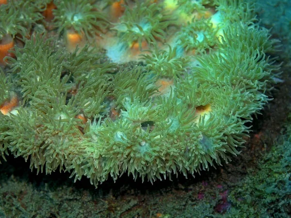 Monde Sous Marin Étonnant Mystérieux Indonésie Sulawesi Nord Manado Corail — Photo