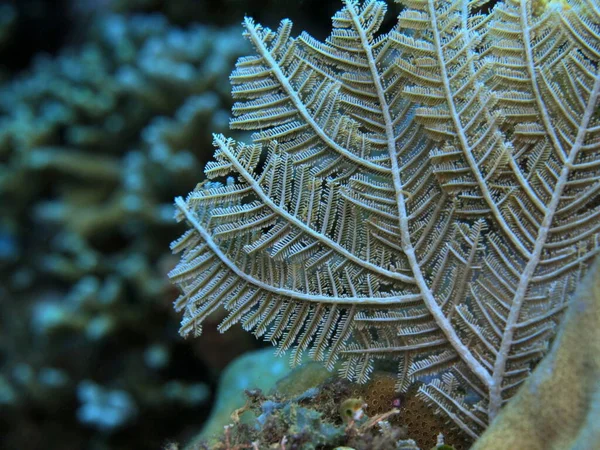 Asombroso Misterioso Mundo Submarino Indonesia Sulawesi Del Norte Manado Hydrozoan —  Fotos de Stock