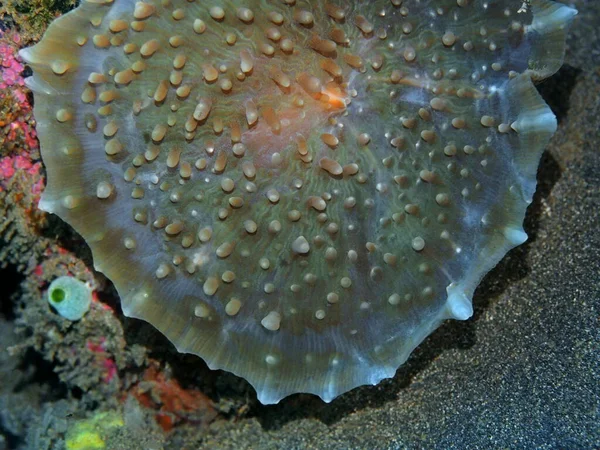 Amazing Mysterious Underwater World Indonesia North Sulawesi Manado Sea Anemone — ストック写真