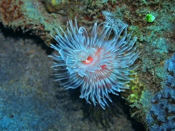 Verbazingwekkende Mysterieuze Onderwaterwereld Van Indonesië Noord Sulawesi Manado Buisworm — Stockfoto