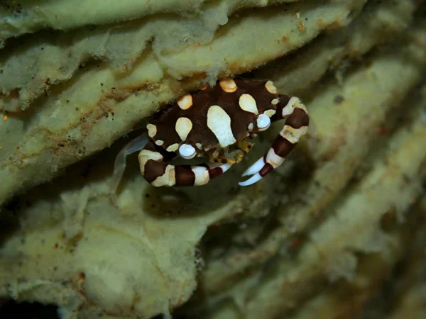 The amazing and mysterious underwater world of Indonesia, North Sulawesi, Manado, coral crab