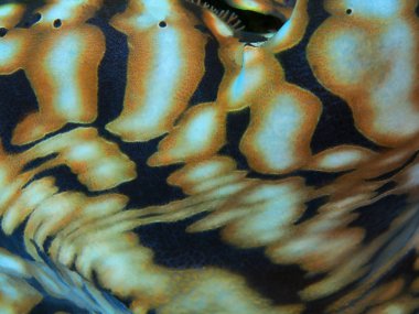 Endonezya 'nın şaşırtıcı ve gizemli sualtı dünyası, Kuzey Sulawesi, Manado, midye mantosu