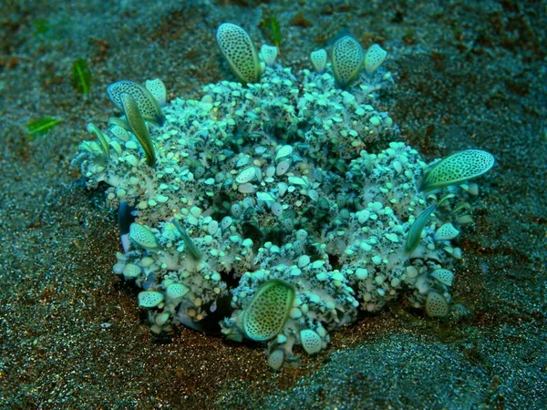 Amazing Mysterious Underwater World Indonesia North Sulawesi Manado Jellyfish Sand — Stock Photo, Image