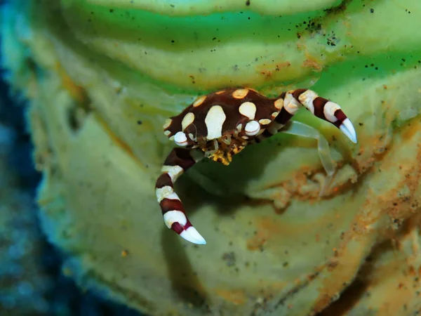 The amazing and mysterious underwater world of Indonesia, North Sulawesi, Manado, coral crab