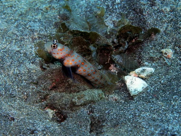 Amazing Mysterious Underwater World Indonesia North Sulawesi Manado Goby Fish — Stock Photo, Image