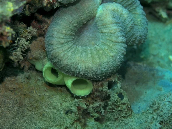 印度尼西亚 北苏拉威西 马纳多 石珊瑚等神奇而神秘的水下世界 — 图库照片