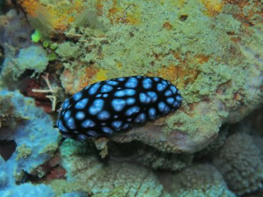 Endonezya 'nın, Kuzey Sulawesi' nin, Manado 'nun, deniz salyangozunun inanılmaz ve gizemli sualtı dünyası.