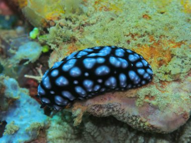 Endonezya 'nın, Kuzey Sulawesi' nin, Manado 'nun, deniz salyangozunun inanılmaz ve gizemli sualtı dünyası.