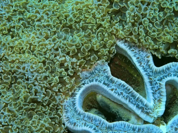 Meraviglioso Misterioso Mondo Sottomarino Indonesia Nord Sulawesi Manado Corallo Pietra — Foto Stock