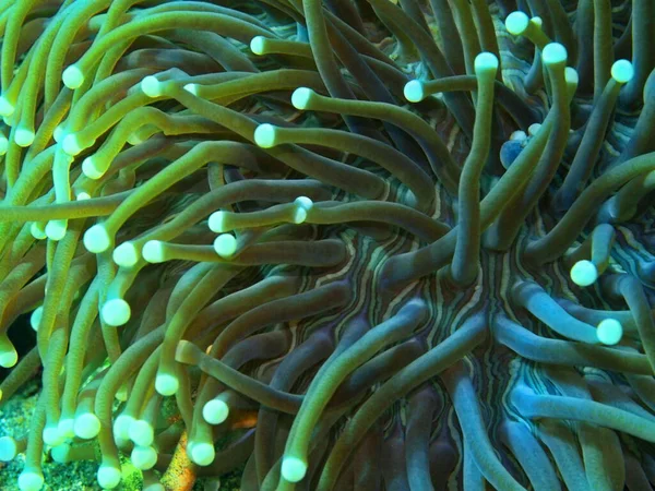 印度尼西亚 北苏拉威西 马纳多 海葵等神奇而神秘的水下世界 — 图库照片