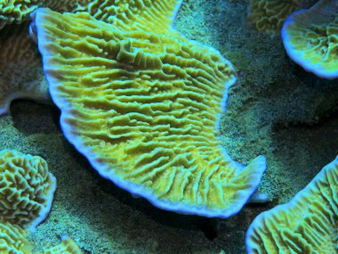 Endonezya 'nın, Kuzey Sulawesi' nin, Manado 'nun inanılmaz ve gizemli sualtı dünyası, taş mercan.