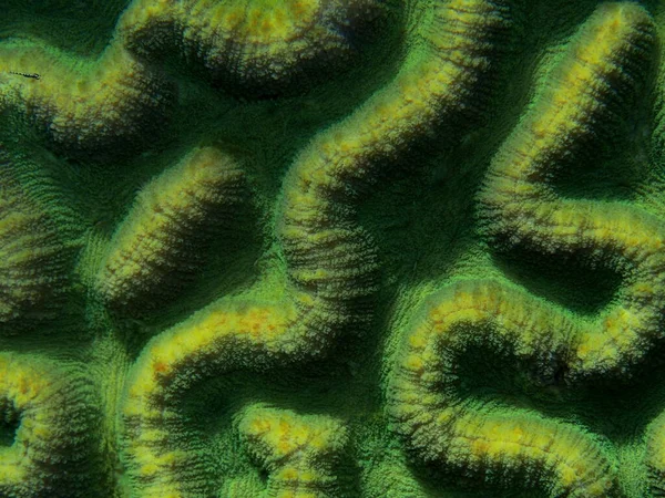 Die Erstaunliche Und Geheimnisvolle Unterwasserwelt Indonesiens Nordsulawesi Manado Steinkorallen — Stockfoto
