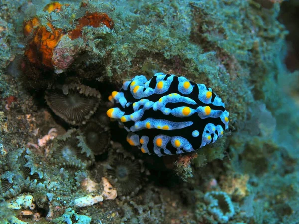 Amazing Mysterious Underwater World Indonesia North Sulawesi Manado Sea Slug — ストック写真