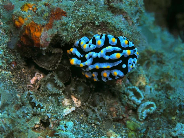 Amazing Mysterious Underwater World Indonesia North Sulawesi Manado Sea Slug — ストック写真