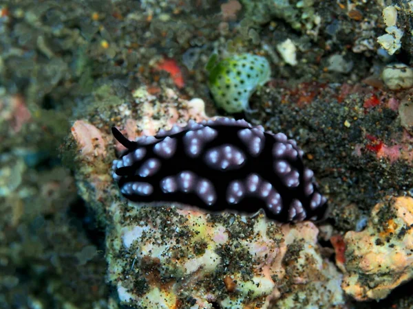 Amazing Mysterious Underwater World Indonesia North Sulawesi Manado Sea Slug — Stock Photo, Image