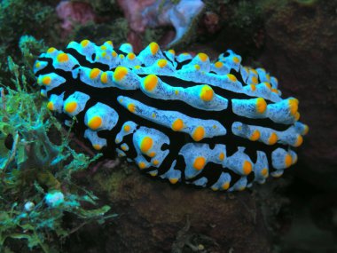 Endonezya 'nın, Kuzey Sulawesi' nin, Manado 'nun, deniz salyangozunun inanılmaz ve gizemli sualtı dünyası.