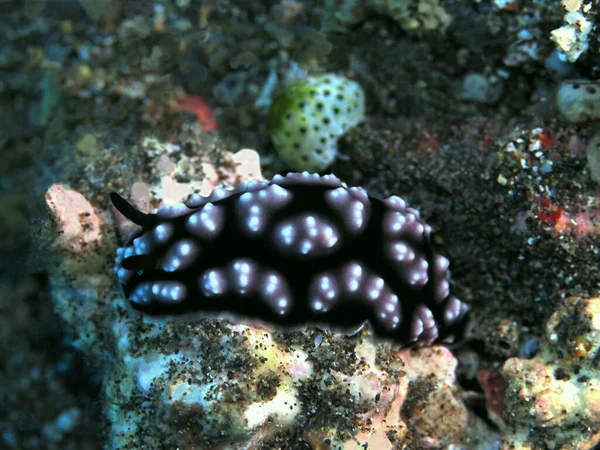 Incrível Misterioso Mundo Subaquático Indonésia North Sulawesi Manado Lesma Mar — Fotografia de Stock