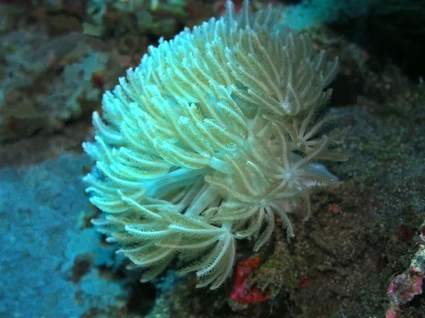 Amazing Mysterious Underwater World Indonesia North Sulawesi Manado Soft Coral — Stock Photo, Image