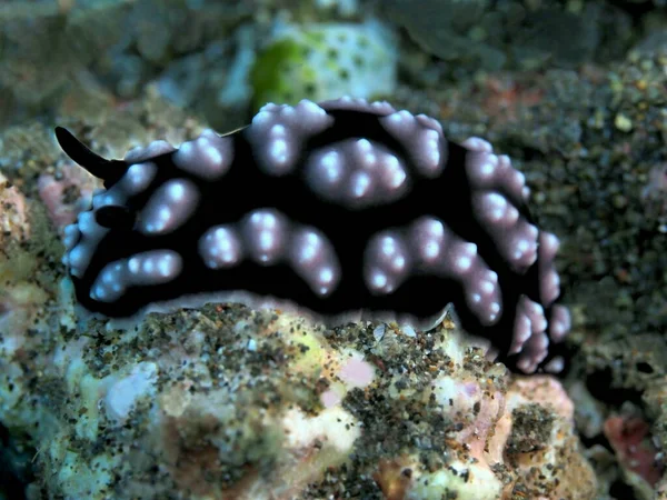 Amazing Mysterious Underwater World Indonesia North Sulawesi Manado Sea Slug ロイヤリティフリーのストック画像