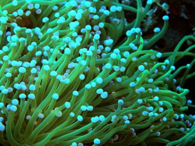 Endonezya 'nın şaşırtıcı ve gizemli sualtı dünyası, Kuzey Sulawesi, Manado, deniz şakayığı