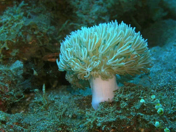 Incrível Misterioso Mundo Subaquático Indonésia North Sulawesi Manado Coral Macio — Fotografia de Stock
