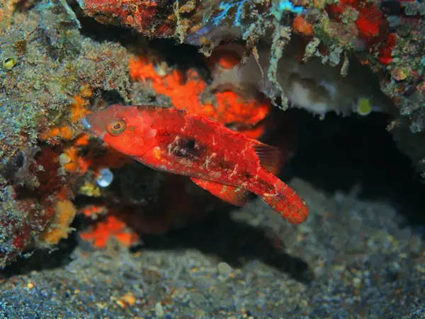 Die Erstaunliche Und Geheimnisvolle Unterwasserwelt Indonesiens Nordsulawesi Manado Korallenfische — Stockfoto