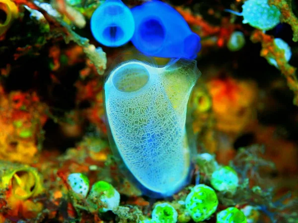 Amazing Mysterious Underwater World Indonesia North Sulawesi Manado Sea Squirt ロイヤリティフリーのストック写真