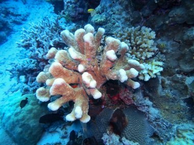 Endonezya 'nın, Kuzey Sulawesi' nin, Manado 'nun inanılmaz ve gizemli sualtı dünyası, taş mercan.