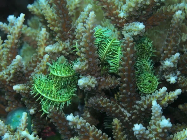 Meraviglioso Misterioso Mondo Sottomarino Indonesia Nord Sulawesi Manado Corallo Pietra — Foto Stock