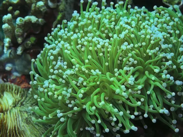 Amazing Mysterious Underwater World Indonesia North Sulawesi Manado Sea Anemone — Stockfoto