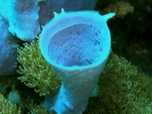Amazing Mysterious Underwater World Indonesia North Sulawesi Manado Sea Sponge — ストック写真