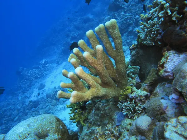 Monde Sous Marin Étonnant Mystérieux Indonésie Sulawesi Nord Manado Corail — Photo