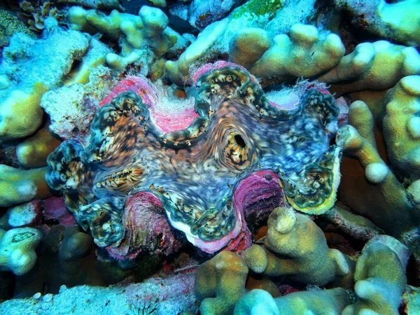 印度尼西亚令人惊奇而神秘的水下世界北苏拉威西马纳多蛤蟆 — 图库照片