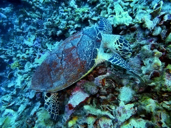 The amazing and mysterious underwater world of Indonesia, North Sulawesi, Manado, sea turtle