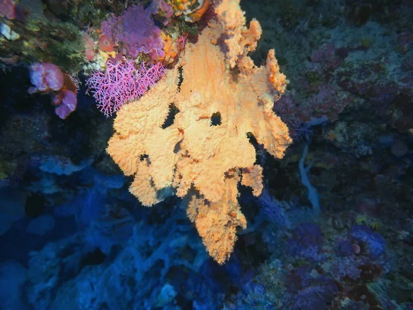 Monde Sous Marin Étonnant Mystérieux Indonésie Sulawesi Nord Manado Éponge — Photo