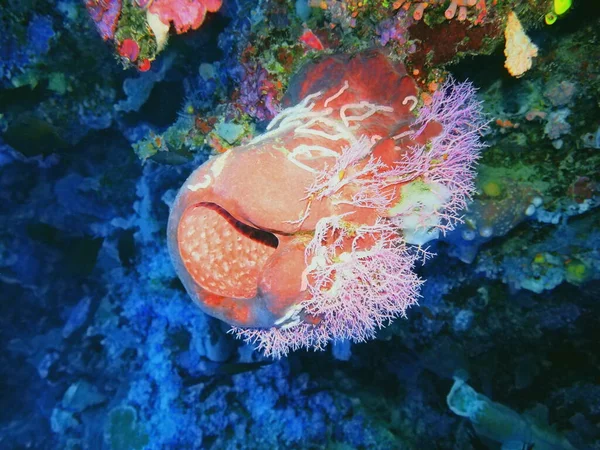 Amazing Mysterious Underwater World Indonesia North Sulawesi Manado Sea Sponge — Stock Photo, Image