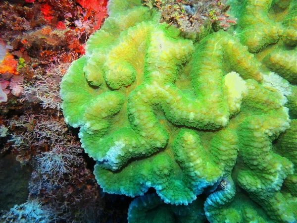 Amazing Mysterious Underwater World Indonesia North Sulawesi Manado Stone Coral — Stock Photo, Image