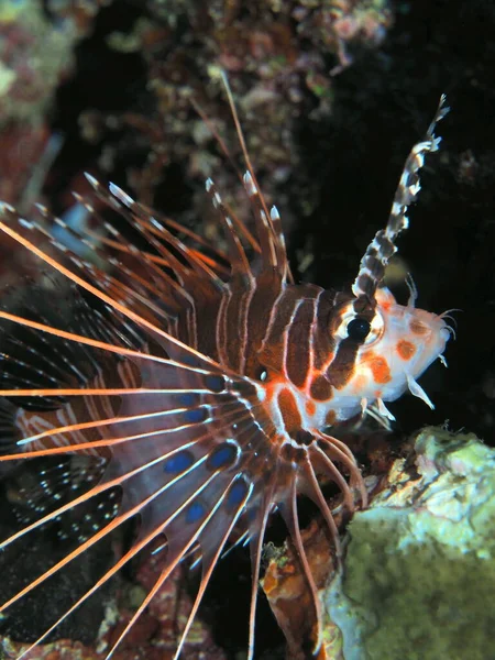 Amazing Mysterious Underwater World Indonesia North Sulawesi Manado Scorpionfish — ストック写真