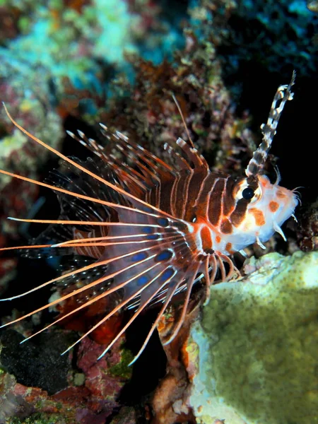 印度尼西亚令人惊奇而神秘的水下世界北苏拉威西马纳多蝎鱼 — 图库照片